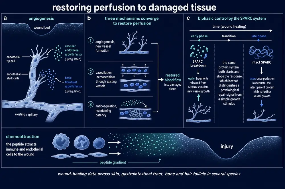Diagram of angiogenesis, vasodilation and anticoagulation converging to restore blood flow to a wound, with biphasic control by the SPARC system and chemoattraction of repair cells