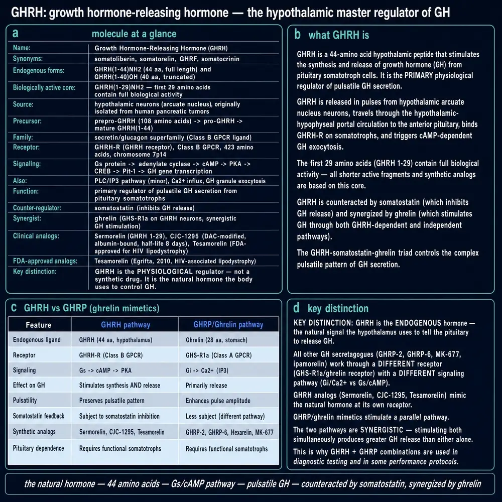 GHRH molecule at a glance: synonyms, endogenous forms, receptor and signalling, GHRH versus GHRP comparison, and the key receptor distinction