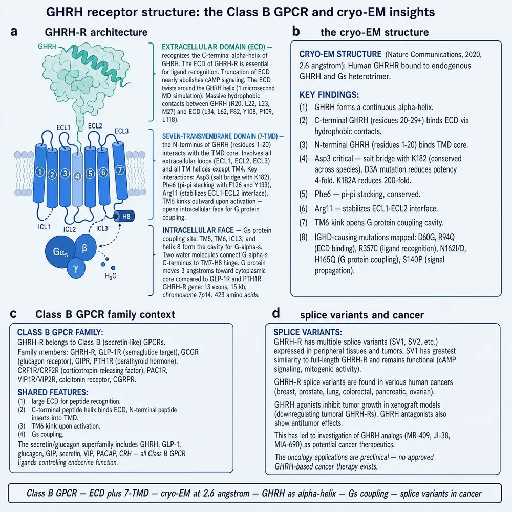 GHRH receptor Class B architecture with extracellular domain and seven-transmembrane bundle, cryo-EM contact residues, Class B family context, and splice-variant oncology panel