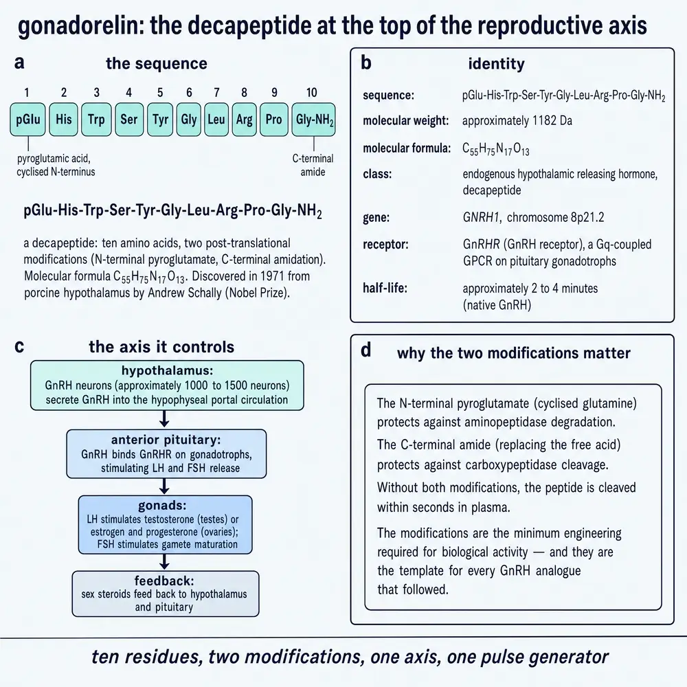 Gonadorelin commissioned plate 1