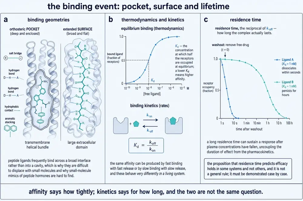 Three-panel plate: binding geometries contrasting an enclosed orthosteric pocket with an extended surface, equilibrium binding and kinetics, and receptor occupancy after washout for two ligands of equal affinity but different dissociation rate