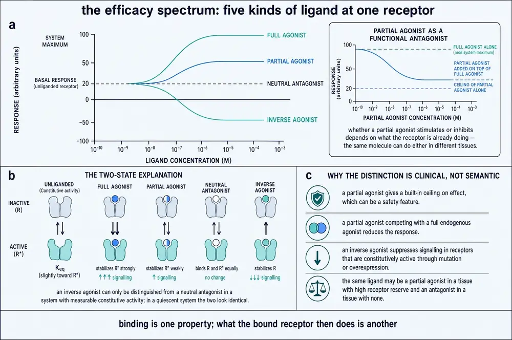 Plate showing five ligand classes as concentration-response curves relative to basal activity, a two-state explanation of each, and the clinical consequences of the distinction