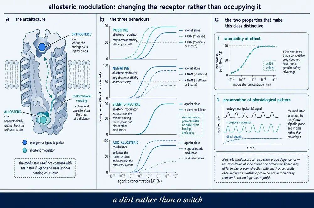 Plate showing an allosteric site topographically distinct from the orthosteric site, four modulator behaviours as curve shifts, and the saturable ceiling and preservation of pulsatile pattern that distinguish the class