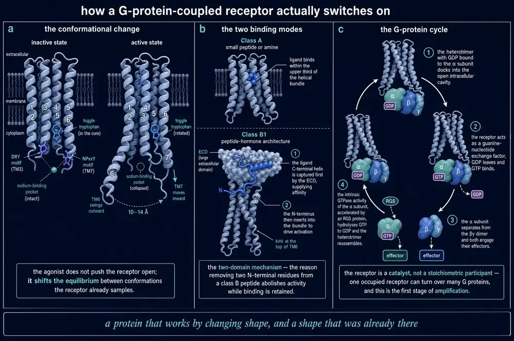 Dark-ground plate showing the inactive and active conformations of a G protein-coupled receptor with the conserved motifs marked, the class A and class B1 binding modes, and the G protein nucleotide-exchange cycle