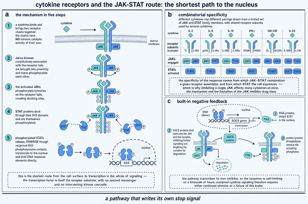 Plate showing the JAK-STAT mechanism in five steps, a table of cytokine receptor subunit, JAK and STAT combinations, and the SOCS negative feedback loop