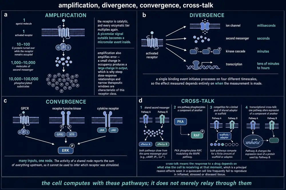 Dark-ground plate showing amplification counts stage by stage, divergence into four timescales, convergence of three receptor classes on one node, and four mechanisms of pathway cross-talk