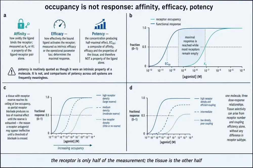 Four-panel plate defining affinity, efficacy and potency, plotting occupancy against functional response, and showing dose-response families for three receptor densities and three coupling efficiencies