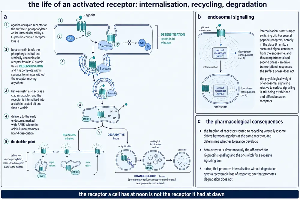 Plate showing an activated receptor phosphorylated by a receptor kinase, bound by beta-arrestin, internalised, and sorted to rapid recycling, slow recycling or lysosomal degradation, with endosomal signalling shown separately