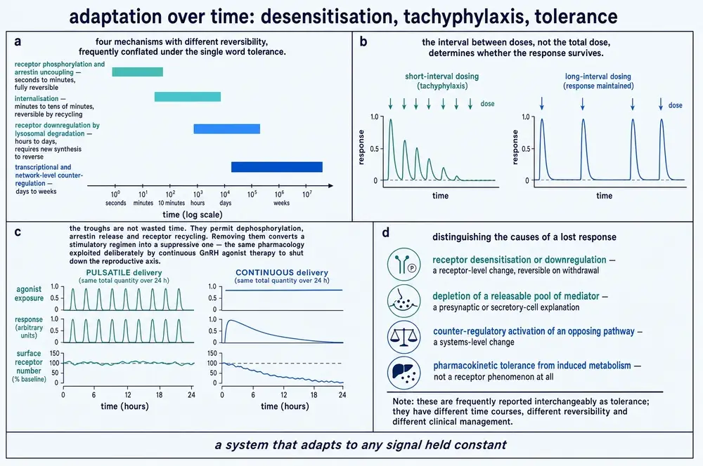 Plate placing four adaptation mechanisms on a logarithmic time axis, contrasting short-interval and long-interval dosing, contrasting pulsatile and continuous delivery with surface receptor number, and distinguishing four causes of a lost response