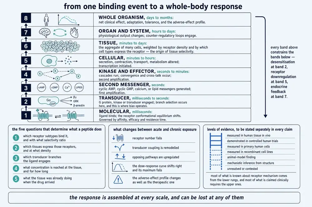 Plate showing eight nested scales from the molecular binding event to the whole organism, the five questions that determine what a peptide does, what changes between acute and chronic exposure, and a levels-of-evidence ladder