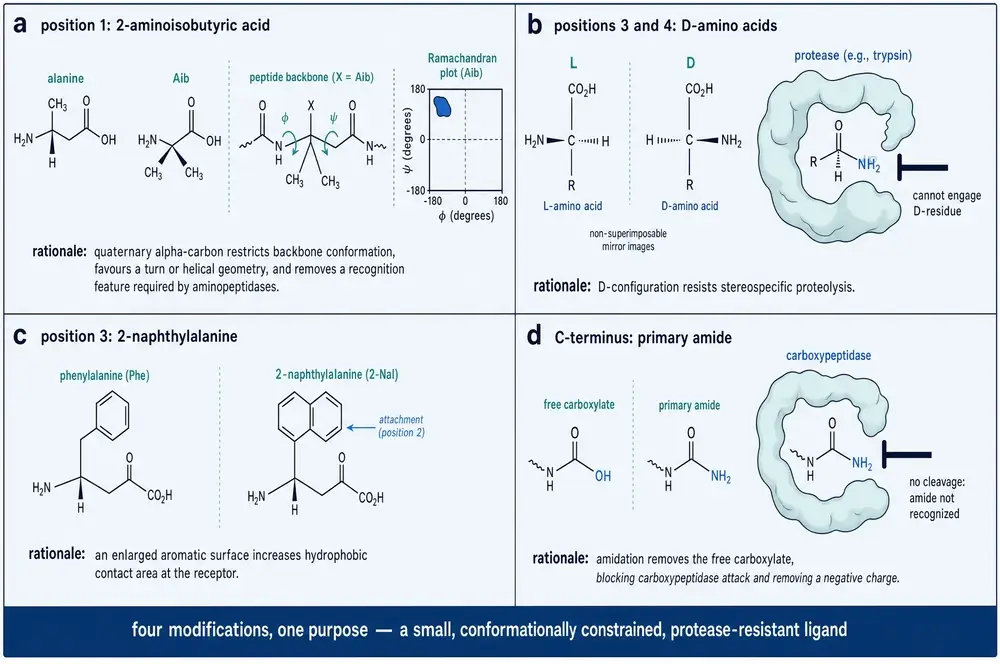 Four panels showing the design rationale for Aib, D-amino acids, 2-naphthylalanine and the C-terminal amide