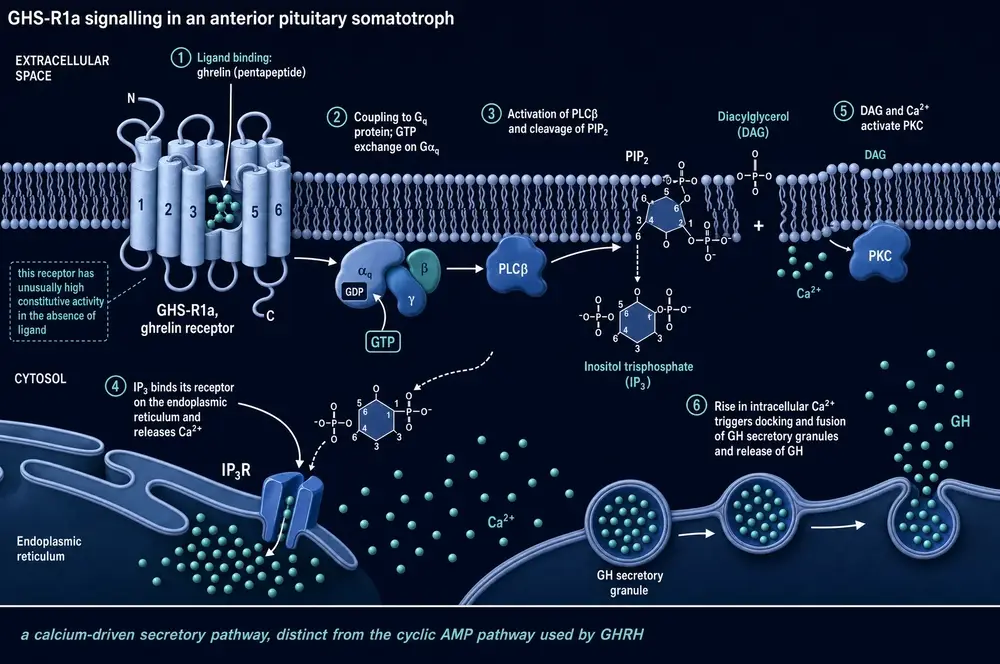 Signalling schematic from receptor binding to growth hormone granule fusion in a somatotroph