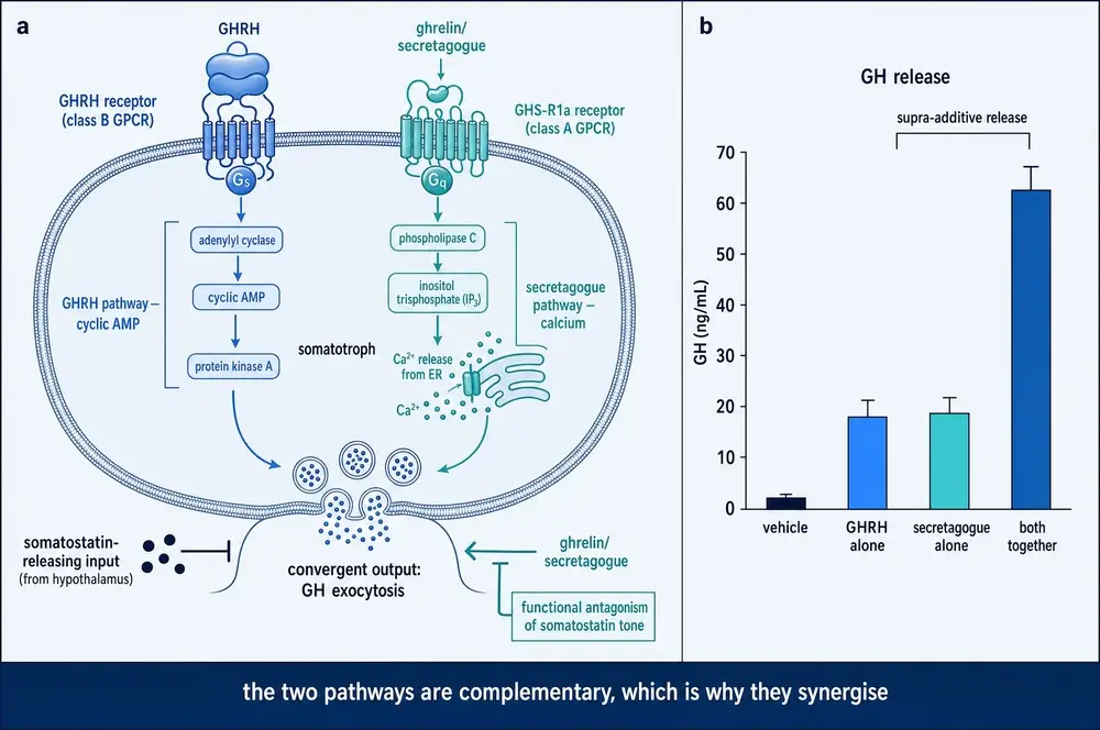 Two receptors on one somatotroph converging on growth hormone release, with a synergy bar chart
