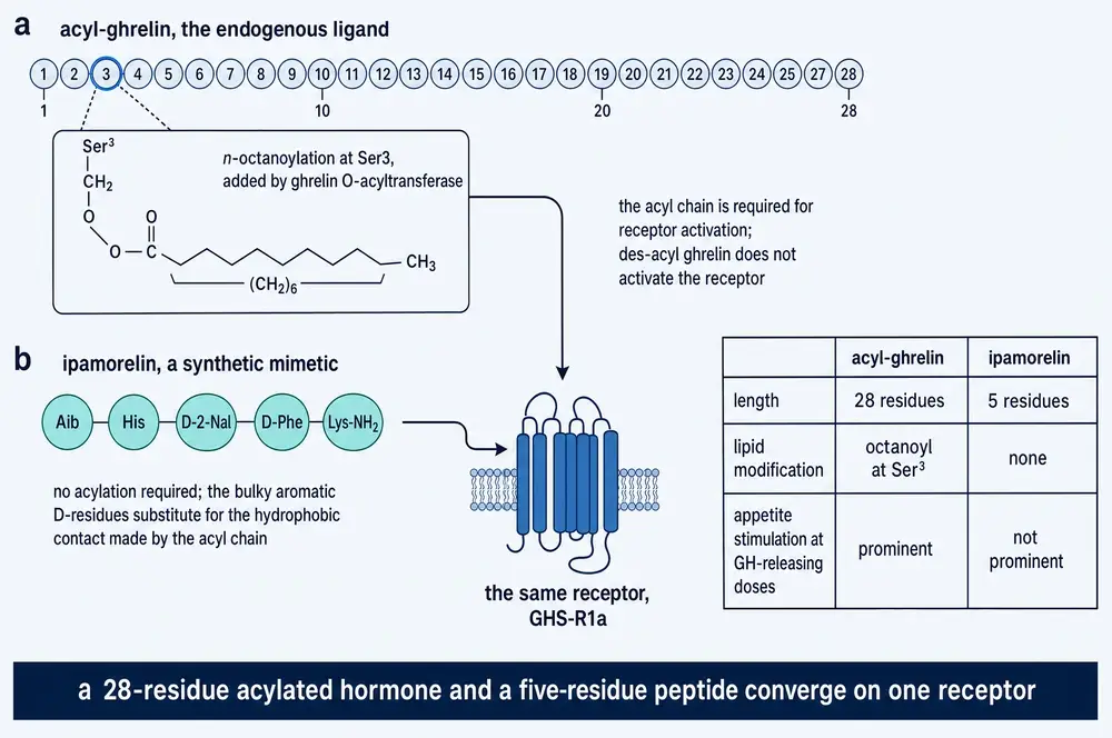 Comparison of 28-residue acyl-ghrelin with the five-residue ipamorelin at the same receptor