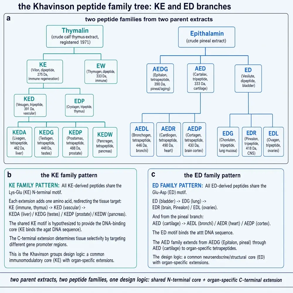 KE and ED family tree of short Khavinson peptides