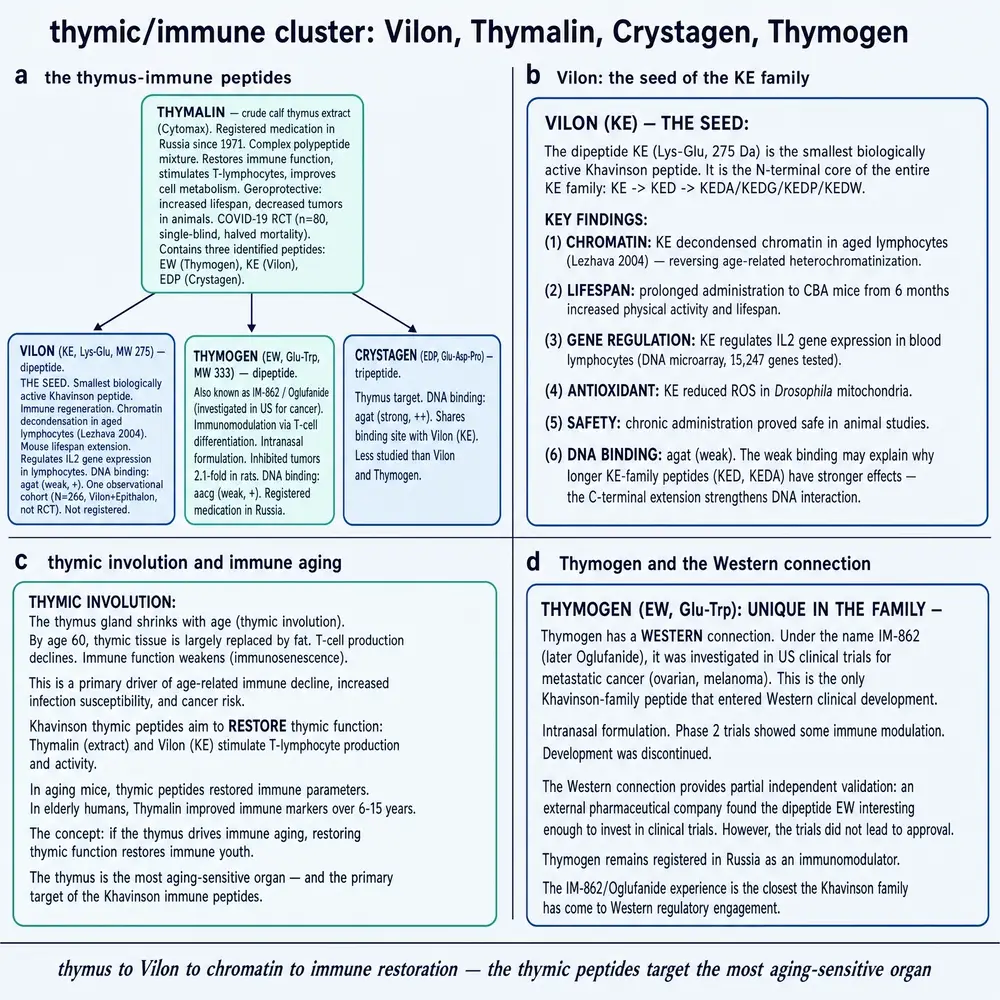 Thymic and immune cluster: Thymalin, Vilon, Thymogen, Crystagen