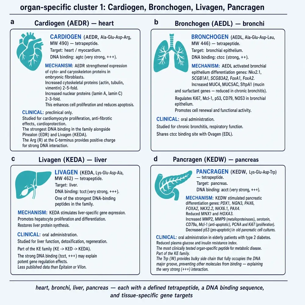 Organ cluster: Cardiogen, Bronchogen, Livagen, Pancragen