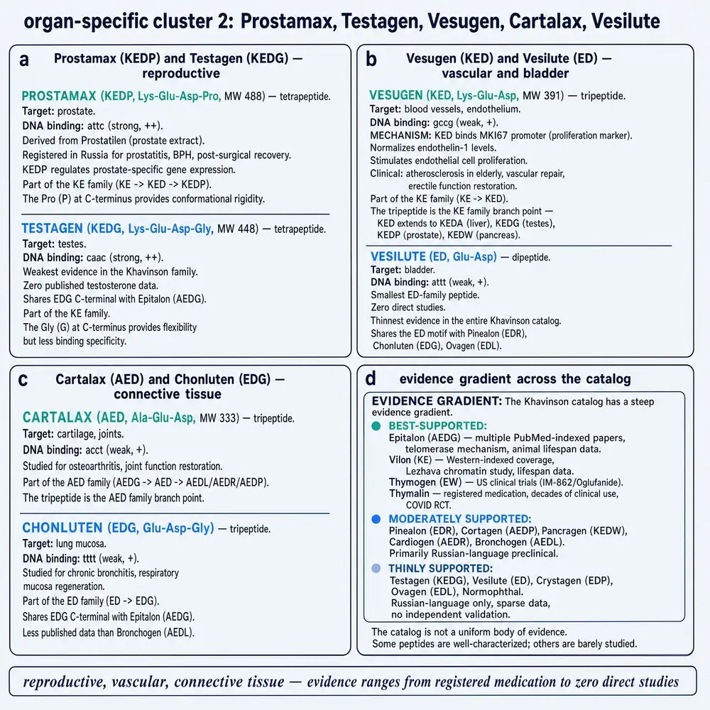 Organ cluster: Prostamax, Testagen, Vesugen, Cartalax, Vesilute