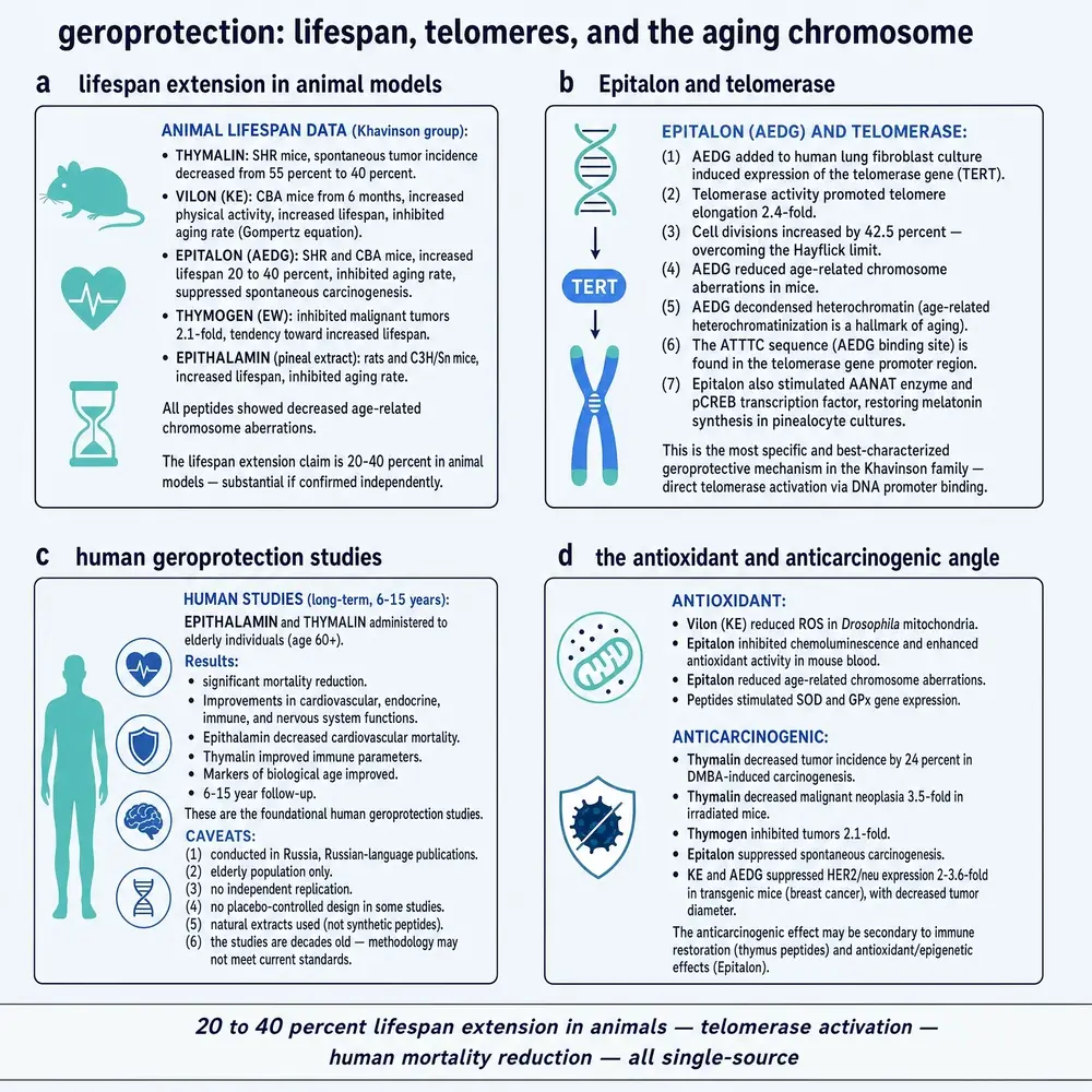 Geroprotection: lifespan, telomeres, and aging chromosomes
