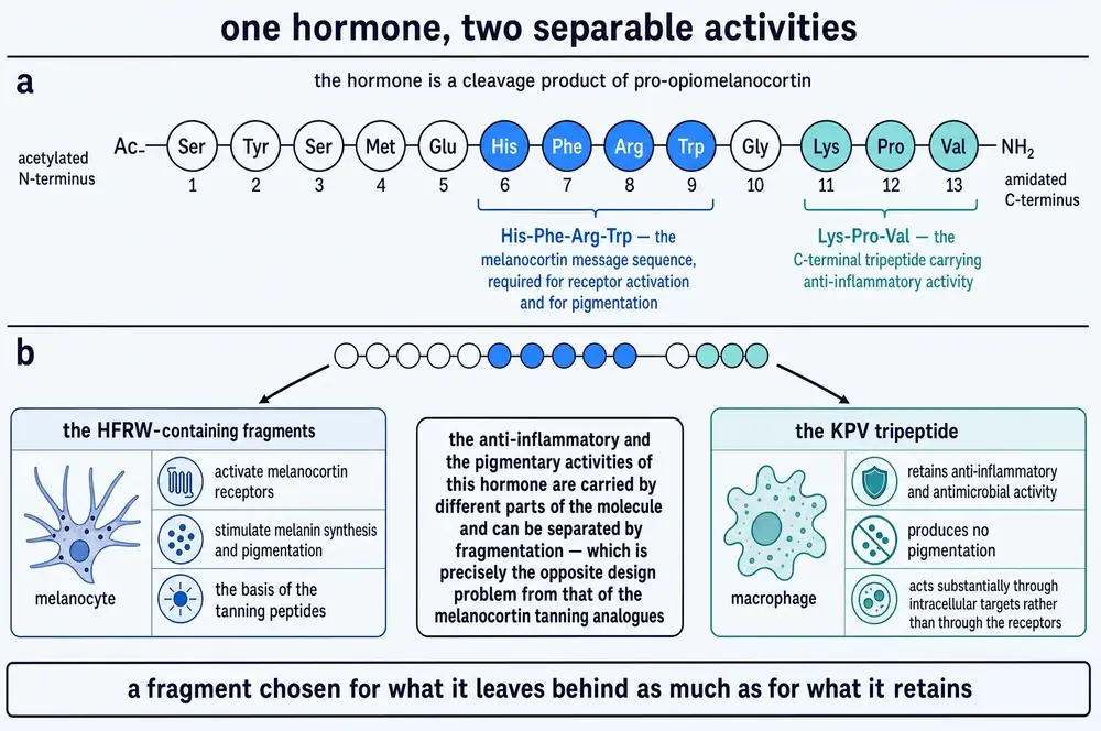 commissioned plate: hormone
