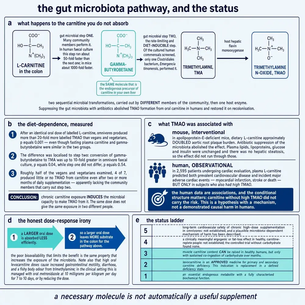 Commissioned plate: plate5_microbiota