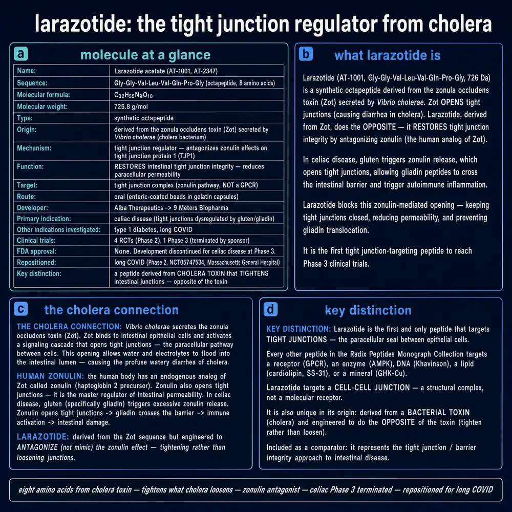Larazotide identity plate: molecule card, Zot origin, cholera connection, and tight-junction distinction