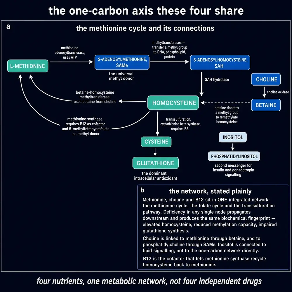 The one-carbon network