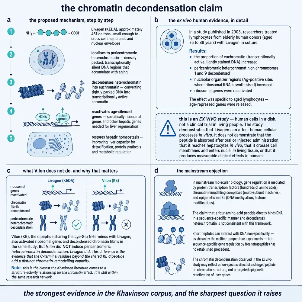 The chromatin decondensation claim and its limits