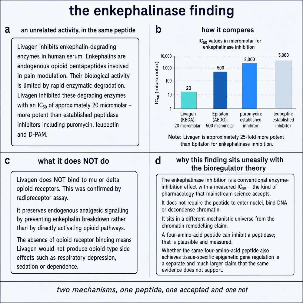 Enkephalinase inhibition finding and its separation from bioregulator theory
