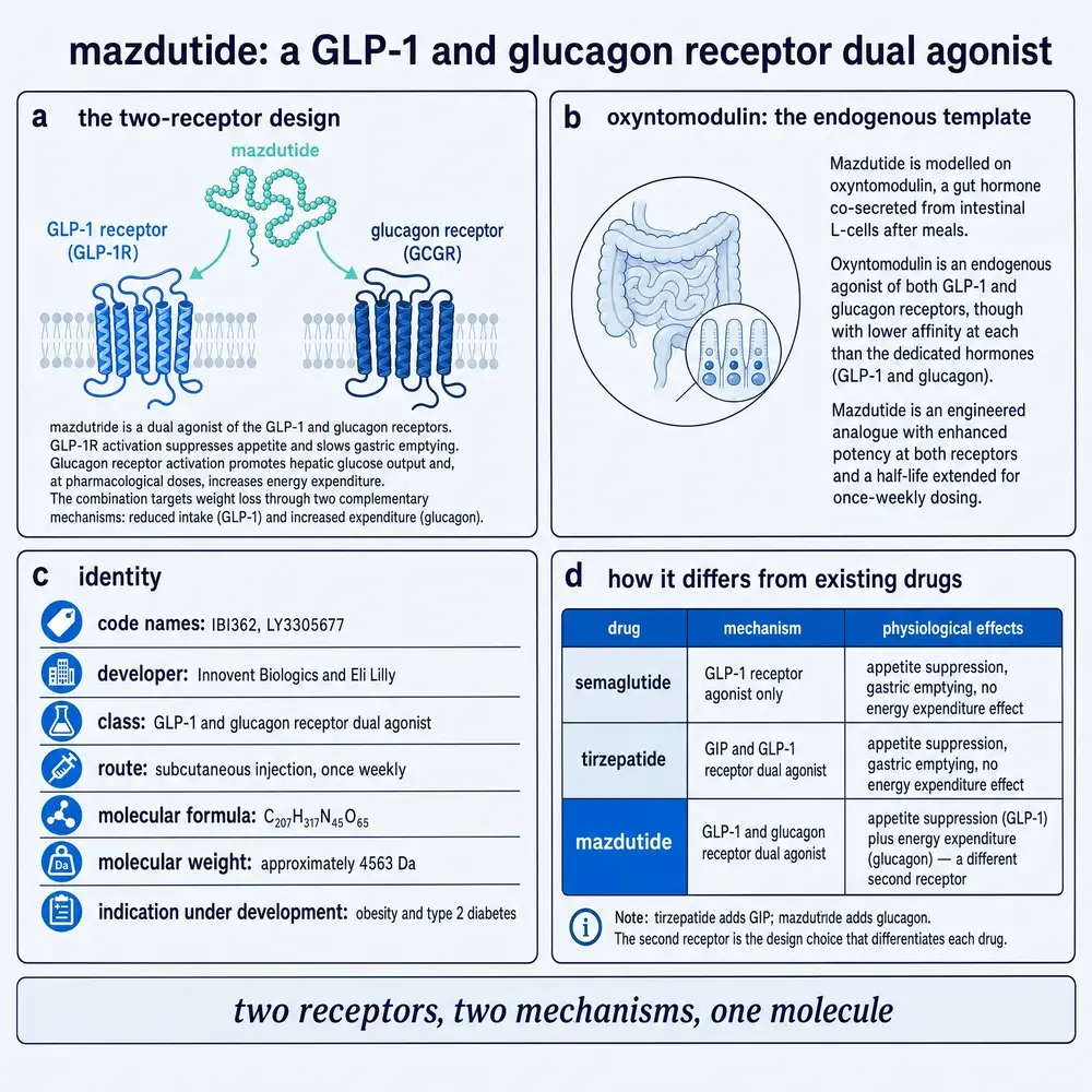 Mazdutide as a GLP-1 and glucagon receptor dual agonist: two-receptor design, oxyntomodulin as endogenous template, identity card, and comparison with semaglutide and tirzepatide