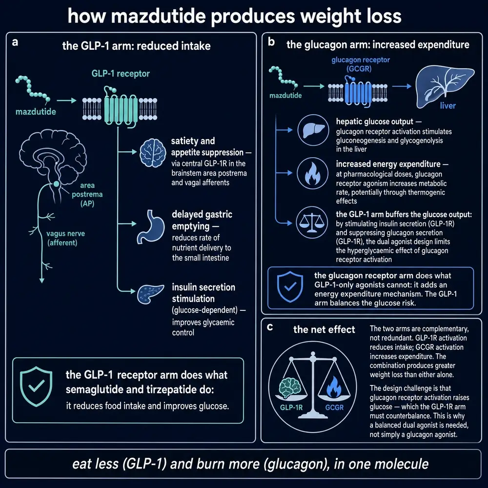 How mazdutide produces weight loss: GLP-1 arm reducing intake, glucagon arm increasing expenditure, and the buffering of glucagon-mediated glucose output