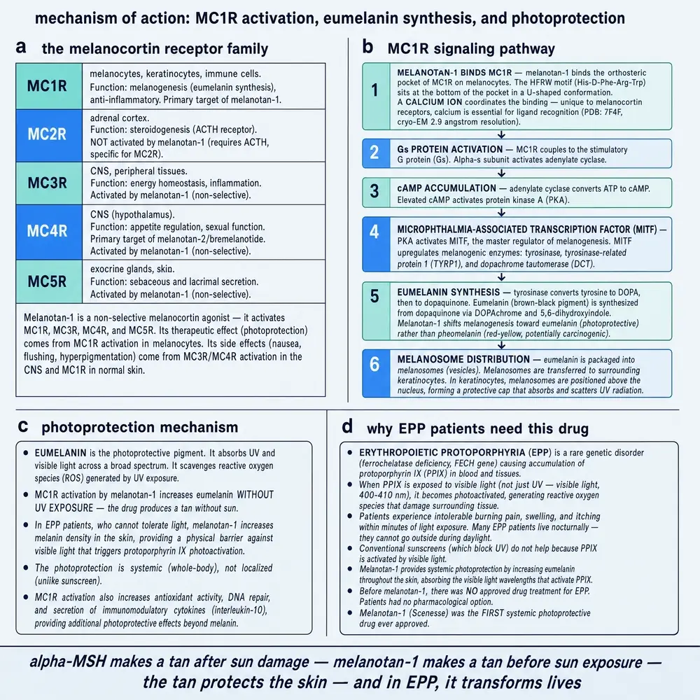 commissioned plate 3: melanotan-I