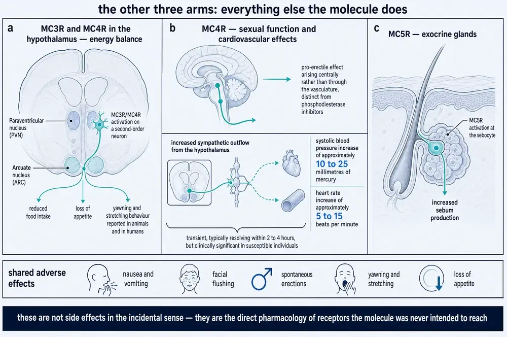 The MC3R, MC4R and MC5R arms of melanotan-II pharmacology