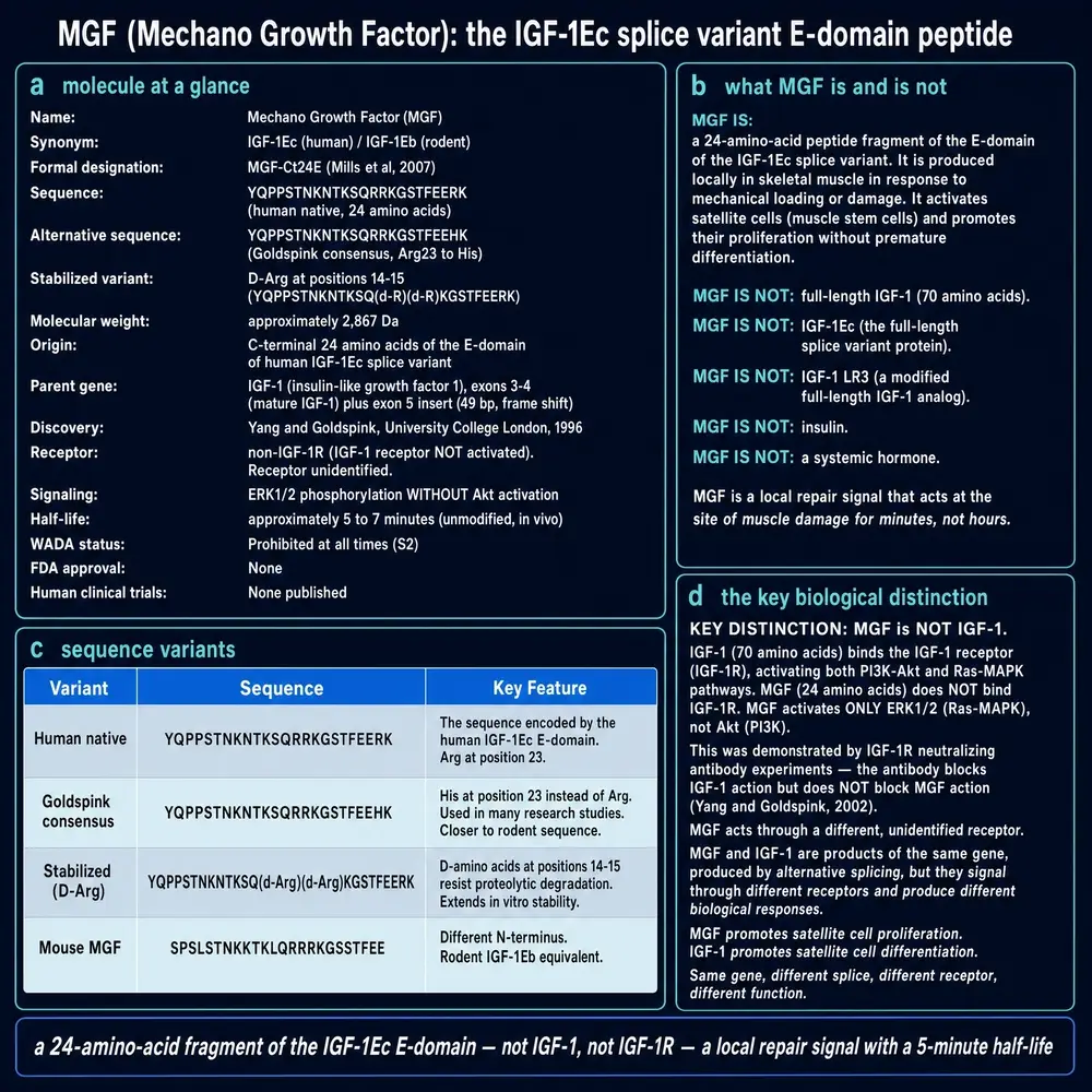 MGF identity card: what the peptide is and is not, sequence variants, and the IGF-1 distinction