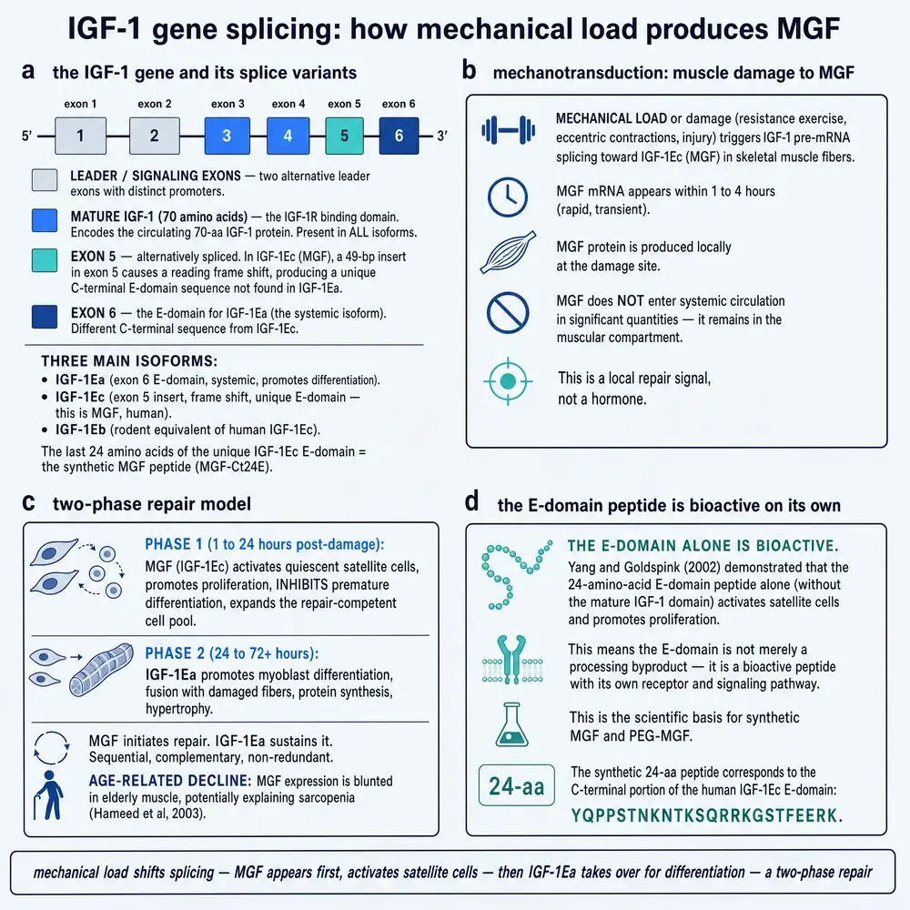 IGF-1 splicing, the two-phase repair model, and E-domain bioactivity