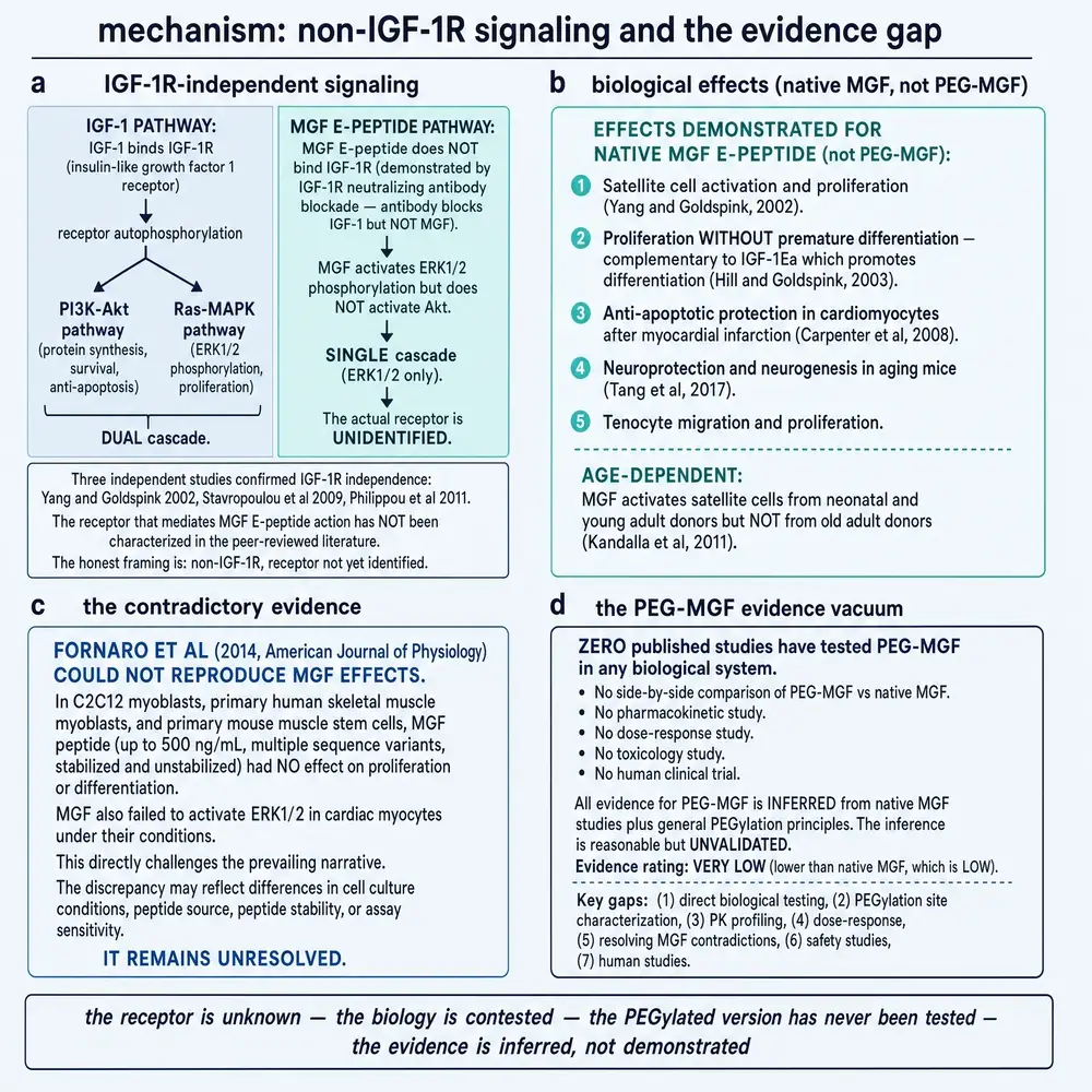 Non-IGF-1R signalling, the Fornaro null reproduction, and the PEG-MGF evidence vacuum