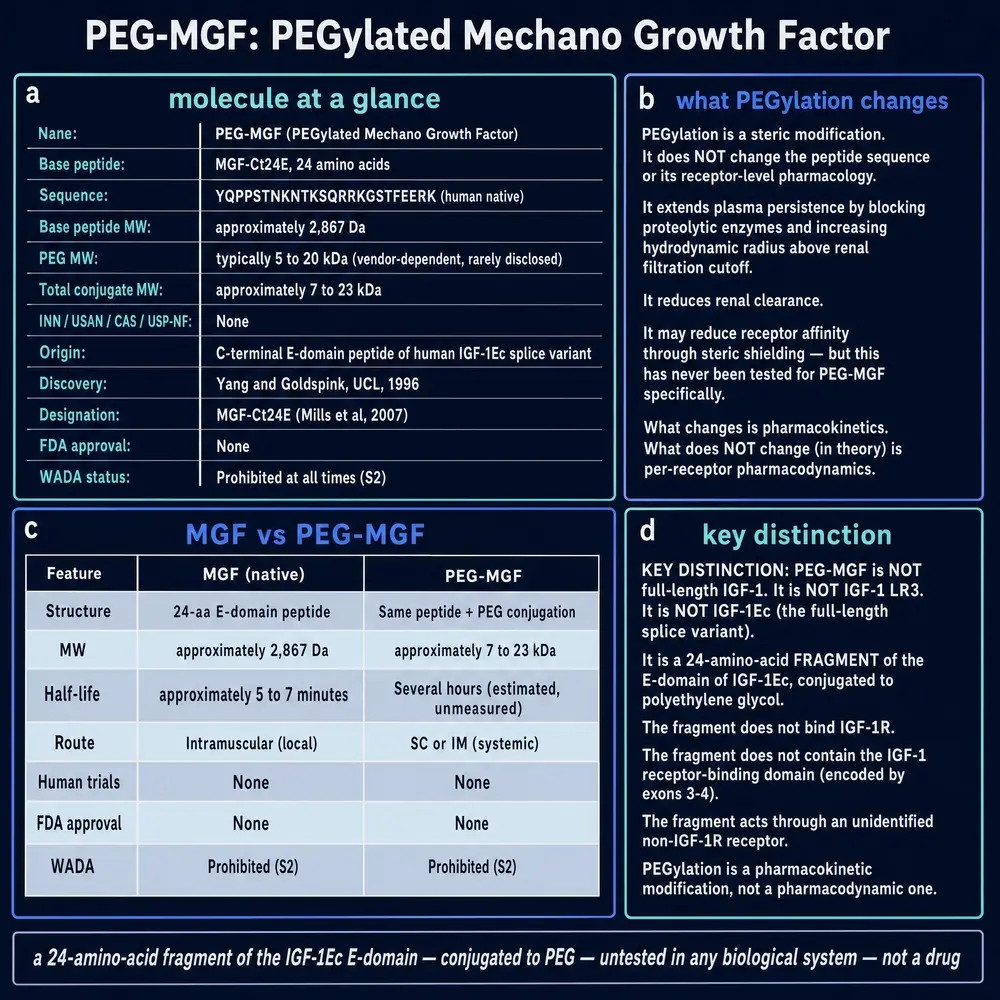 PEG-MGF identity: what PEGylation changes, and how PEG-MGF differs from MGF
