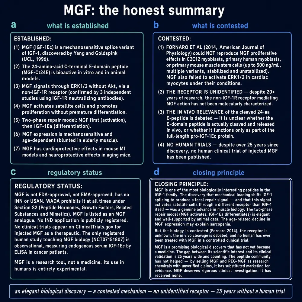 MGF honest summary: established findings, contested biology, and regulatory status