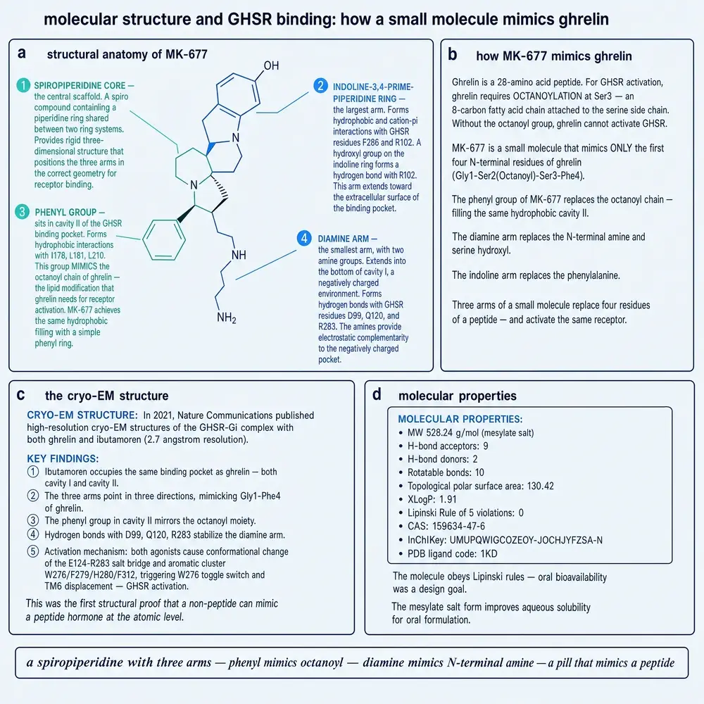 MK-677 structural anatomy and GHSR binding mimicry of ghrelin