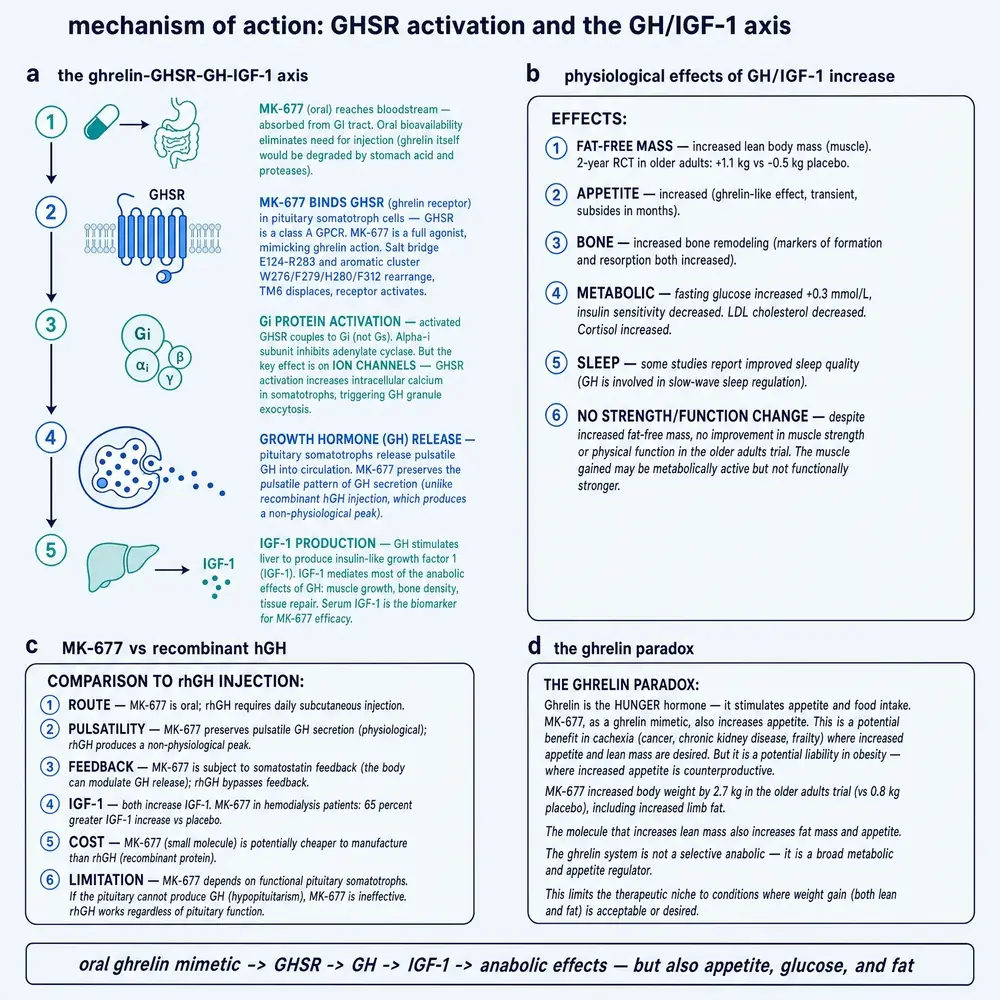 GHSR activation pathway, physiological effects, and the ghrelin paradox
