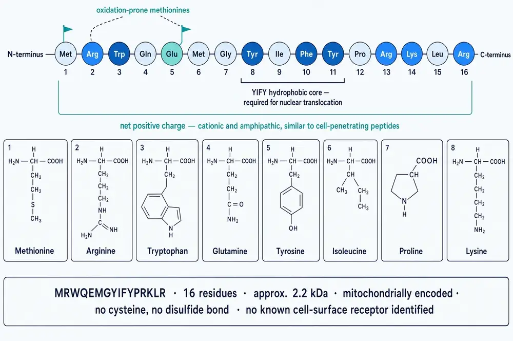 Primary structure