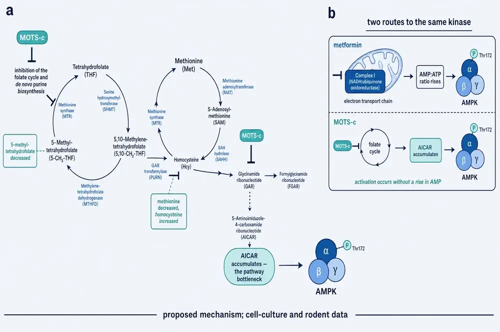 The proposed cytoplasmic mechanism
