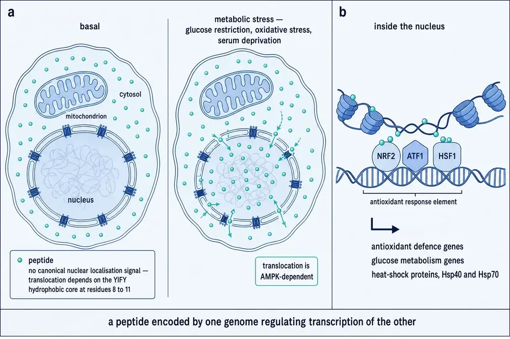 Stress-induced nuclear translocation