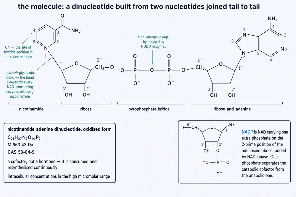 Structure of NAD+ as a dinucleotide, with the two reactive bonds marked