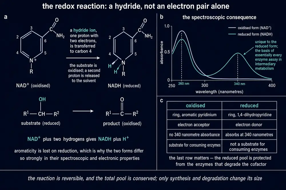 Hydride transfer to carbon 4, and the resulting absorbance difference