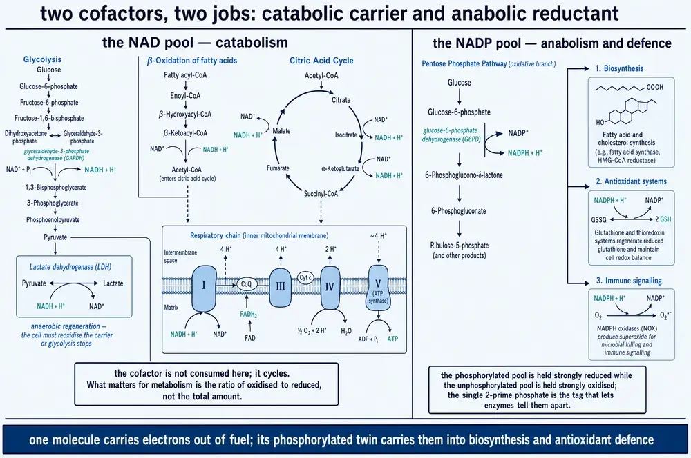 The NAD pool in catabolism against the NADP pool in anabolism