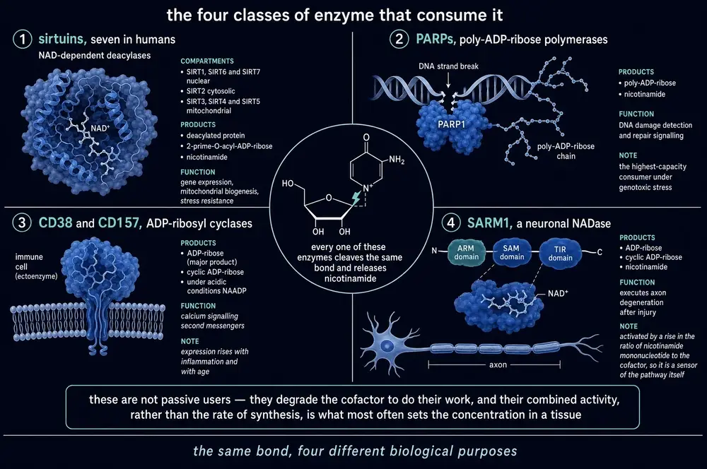 Sirtuins, PARPs, CD38 and SARM1, and what each does with the ADP-ribose