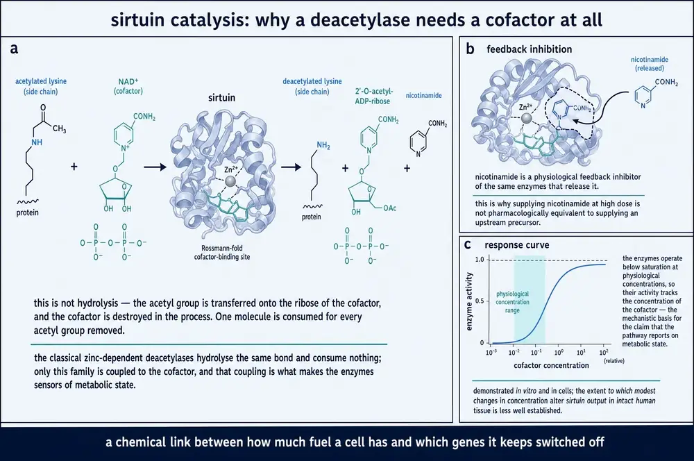The sirtuin reaction, feedback inhibition, and a schematic response curve