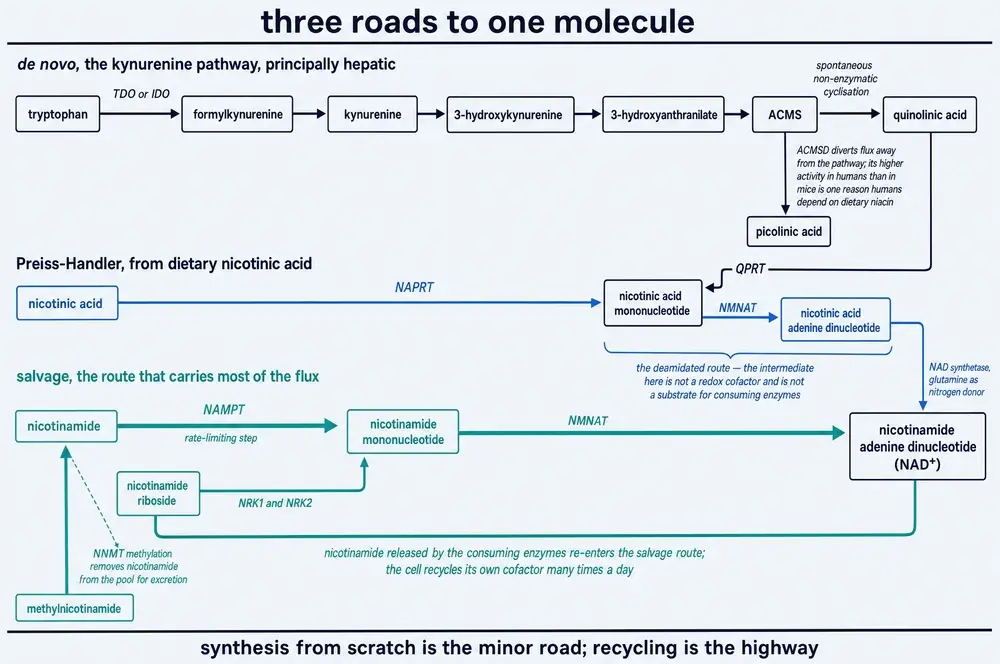 The de novo, Preiss-Handler and salvage routes converging on NAD+
