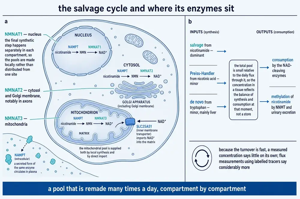 NMNAT1, NMNAT2 and NMNAT3 in nucleus, cytosol and mitochondria